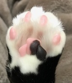 柳川おてて.jpg